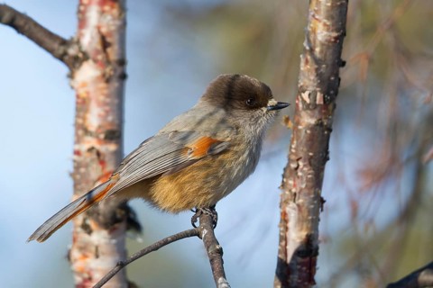Siberian Jay - Unglückshäher - Perisoreus infaustus ssp. infaustus, Norway, adult, Europe