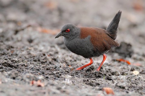 Spotless Crake (Porzana tabuensis), Western Australia, Australia, Oceania