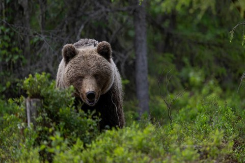 European brown bear, Karelia, Finland, Europe