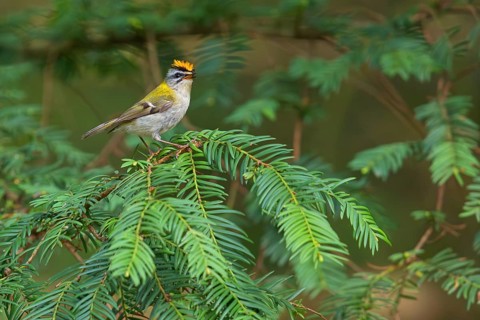 Goldcrest, Regulus ignicapillus, Luce, Mountain area, Luce, Styria, Slovenia, Europe