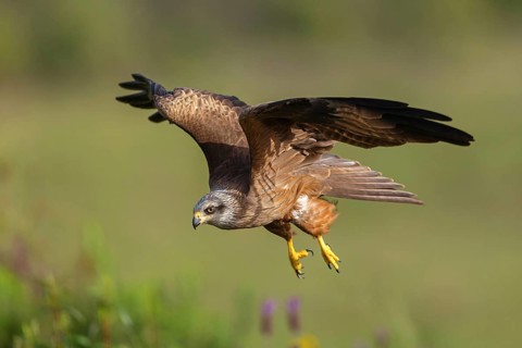 Black kite (Milvus migrans), flight photo, Hides De Calera / Steppe Raptors, Nussloch, Castilla La