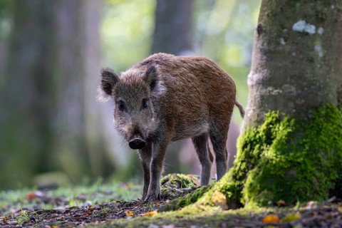 Wild boar (Sus scrofa), Vulkaneifel, Rhineland-Palatinate, Germany, Europe