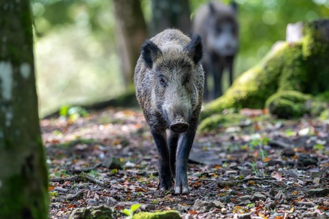 Wild boar (Sus scrofa), Vulkaneifel, Rhineland-Palatinate, Germany, Europe