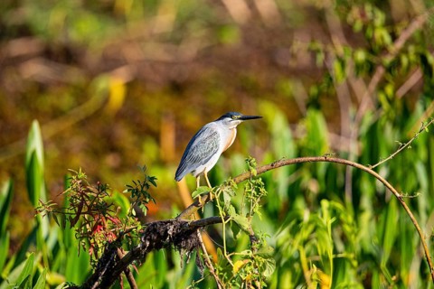 Mongrove Heron (Butorides striatus) Pantanal Brazil