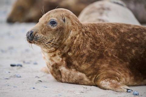Grey seal (Halichoerus grypus), portrait, on the beach, Düne, Helgoland, Schleswig-Holstein,