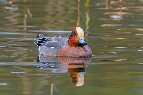 Eurasian wigeon, European wigeon (Mareca Penelope) adult male dabbling duck swimming in pond in