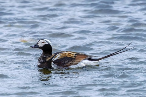 Long-tailed duck (Clangula hyemalis, Anas hyemalis) male in breeding plumage swimming in pond on
