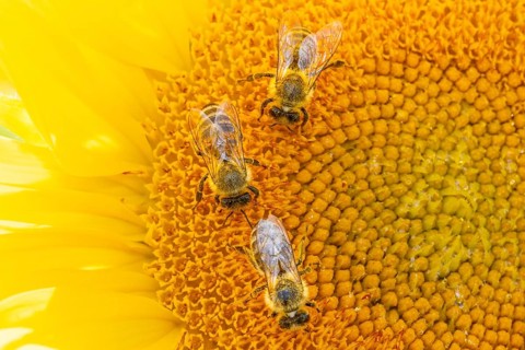The sun shines down from the sky on a sunflower where some bees are collecting the nectar of the