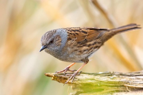 Dunnock (Prunella modularis) Germany