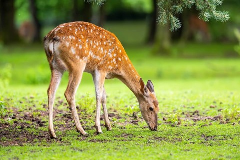Sika deer (Cervus nippon) female on a meadow, Bavaria, Germany, Europe