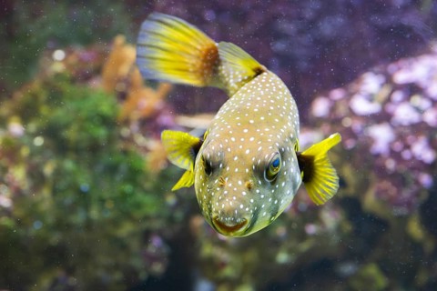 White-spotted puffer fish (Arothron hispidus) swimming under water, captive, Germany, Europe