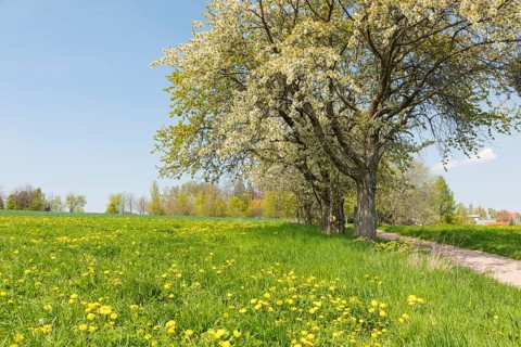 Avenue with blossoming fruit trees, in the background the houses of Fördergersdorf, spa town
