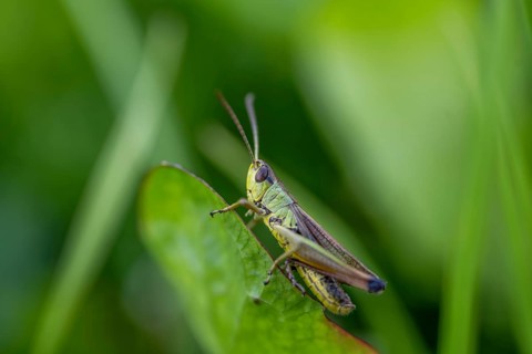 Great green bush cricket (locusta), grasshopper, on a blade of grass in a meadow, Tyrol, Austria,