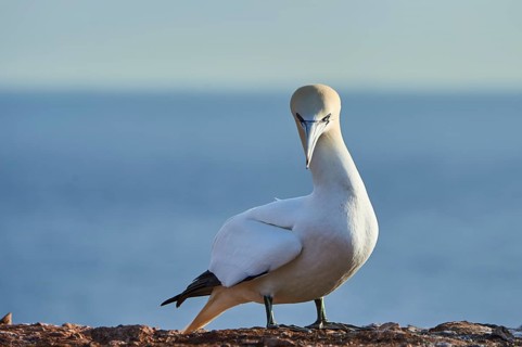 Northern gannet (Morus bassanus) standing on the cliff with the sea in the background, wildlife,