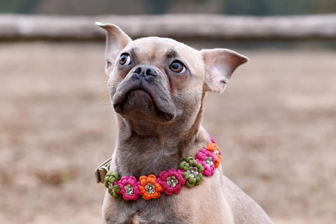 Portrait of French Bulldog dog mix with paracord flower collar