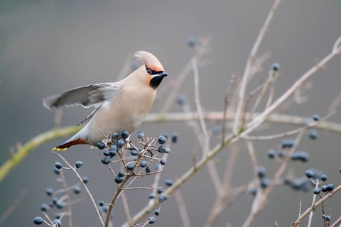 Bohemian Waxwing (Bombycilla garrulus), North Rhine-Westphalia, Germany, Europe