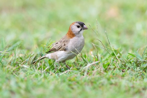 Schuppenkopfweber (Sporopipes frontalis) on ground, Uganda, Africa