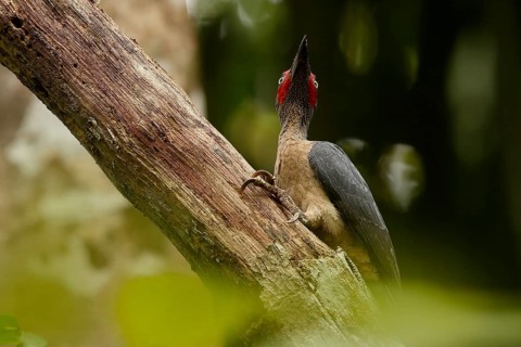 Ashy Woodpecker (Mulleripicus fulvus) male climbing up tree trunk, North Sulawesi, Indonesia, Asia