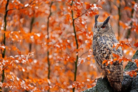 Eurasian Eagle Owl, Bubo Bubo, sitting tree trunk, wildlife fall photo in the wood with orange