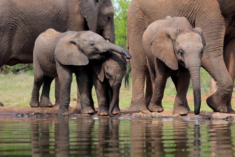 African elephant (Loxodonta africana), three young animals, at the water, drinking, group, Kruger