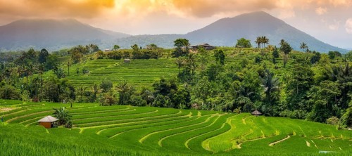Jatiluwih, rice terrace, rice, agriculture, agriculture, panorama, evening mood, export, tourism,