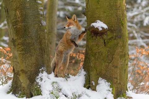 Red fox (Vulpes vulpes), standing on its hind legs against a tree trunk in a snowy forest, Czech