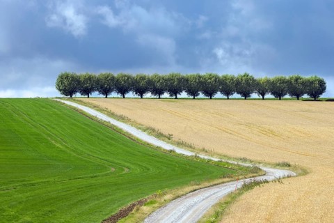 Country road, dirt road and row of white willows (Salix alba) trees along wheat field in summer on