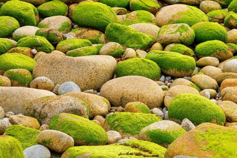 Ochre-coloured stones overgrown with green moss, stone stand in the Breatgne, France, Europe