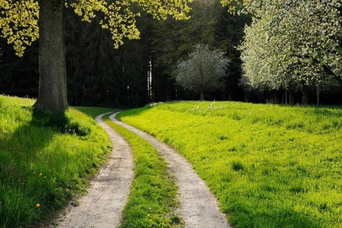 Curved field path leads between oak and blossoming fruit trees into the forest, Canton Thurgau,