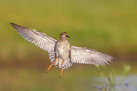 Ruff (Philomachus pugnax), female in flight, Narew, Bialystok, Podlasie, Poland, Europe