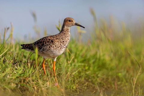 Ruff (Philomachus pugnax), female, Narew, Bialystok, Podlasie, Poland, Europe