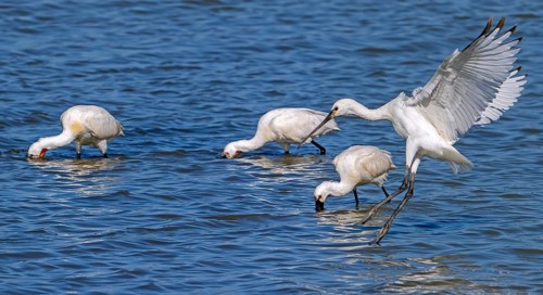 Flock of Eurasian spoonbills, common spoonbill (Platalea leucorodia) juveniles and adults foraging