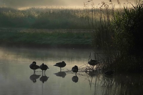 Summer morning atmosphere, morning fog, Germany, Europe