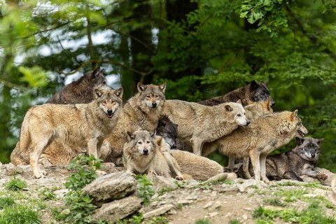 A wolf community in a natural environment, showing the social behaviour of a pack, Timber wolf,