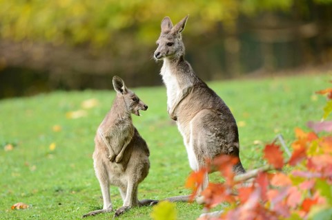 Close-up of a eastern grey kangaroo (Macropus giganteus) mother with her child in autumn
