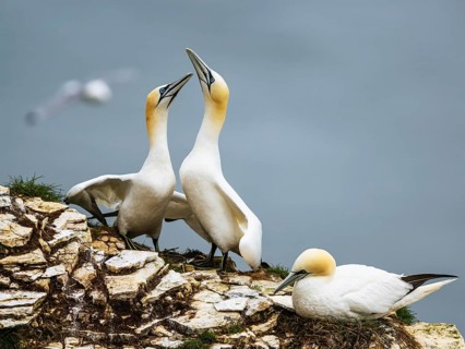 Northern Gannet, Morus bassanus, birds on cliff, Bempton Cliffs, North Yorkshire, England, United
