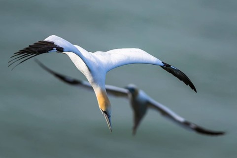 Northern Gannet, Morus bassanus, bird in flight over sea, Bempton Cliffs, North Yorkshire, England,