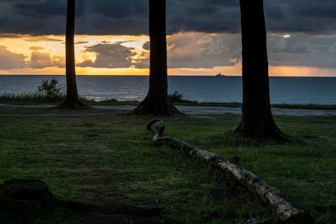 Beech forest (Fagus sylvatica), Ghost Forest Nienhagen, Mecklenburg-Western Pomerania, Germany,