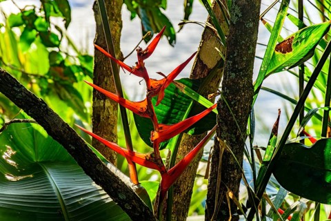 Native flower, Heliconia acuminata, inside the preserved rainforest in Ilhabela, coast of São