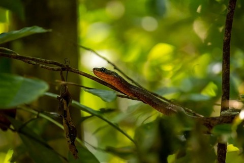 American whipsnake (Mastigodryas melanolomus), slithering on a branch, in the rainforest, Corcovado