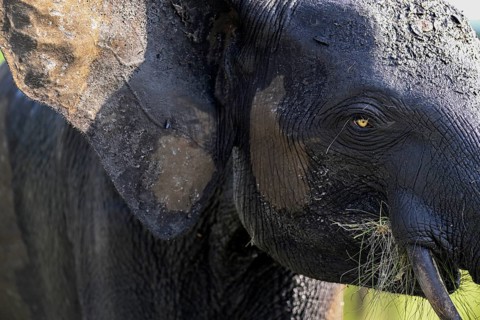 African forest elephant (Loxodonta cyclotis) in Loango National Park, Parc National de Loango,
