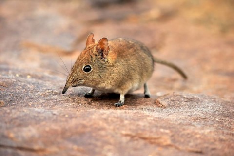 Short-eared elephant shrew, (Macroscelides probosideus), adult, foraging, Mountain Zebra National