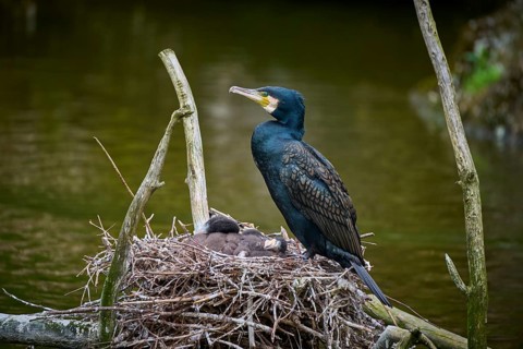 Cormorant (Phalacrocorax carbo) sitting at the nest with young birds, spring, Switzerland, Europe