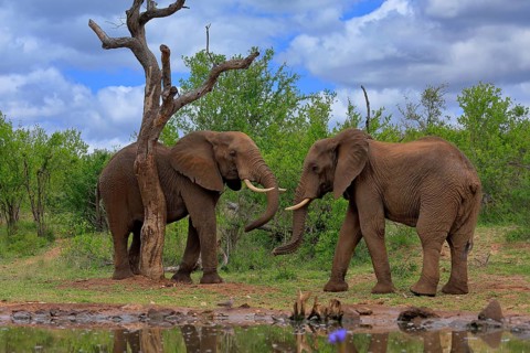 African elephant (Loxodonta africana), adult, male, two bulls, fighting, wrestling, at the water,