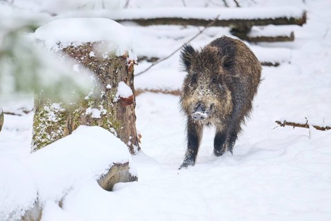 Wild boar (Sus scrofa) in a forest in winter, snow, Bavaria, Germany, Europe