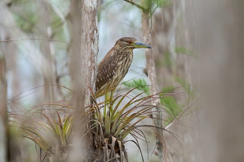 Night heron (Nycticorax nycticorax), young bird on Bromelia, spring, Everglades National Park,