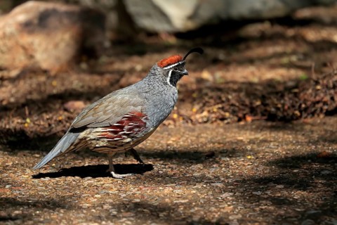 Gambel's quail (Callipepla gambelii), adult, male, running, Sonoran Desert, Arizona, North America,