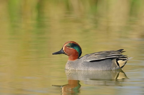 Eurasian teal (Anas crecca), male, North Rhine-Westphalia, Germany, Europe