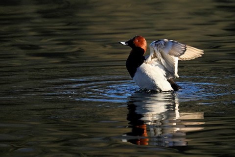 Common Pochard (Aythya ferina), male taking off from the water, Rootsee, Canton Lucerne,