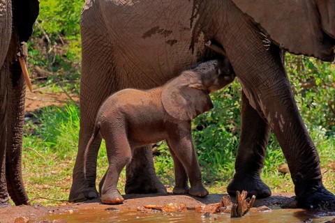 African elephant (Loxodonta africana), young animal, calf, baby elephant, mother, young animal with
